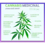 ACEITE  DE CANNABIS SUBLINGUAL - Image 6