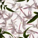 Beverly Hills Polo Club Pour Femme 8 - 50ml - Image 3